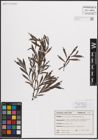 Foto von Salix eleagnos subsp. angustifolia (Cariot) Rech. f.